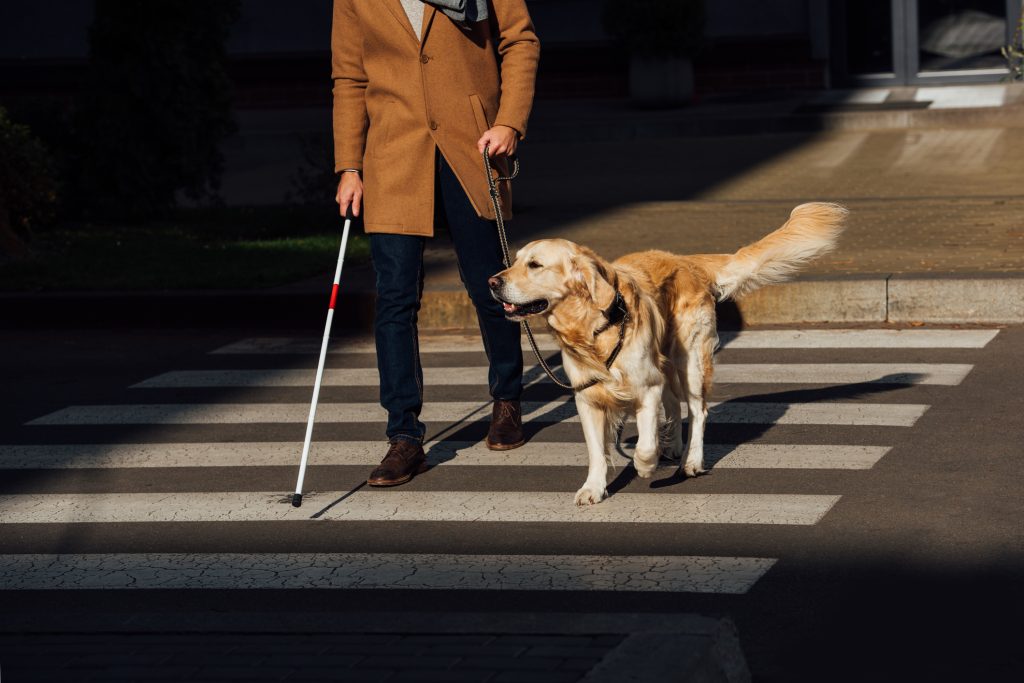 Blind man with stick and guide dog walking on crosswalk